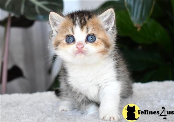 thechubbyfacedcat Picture 2